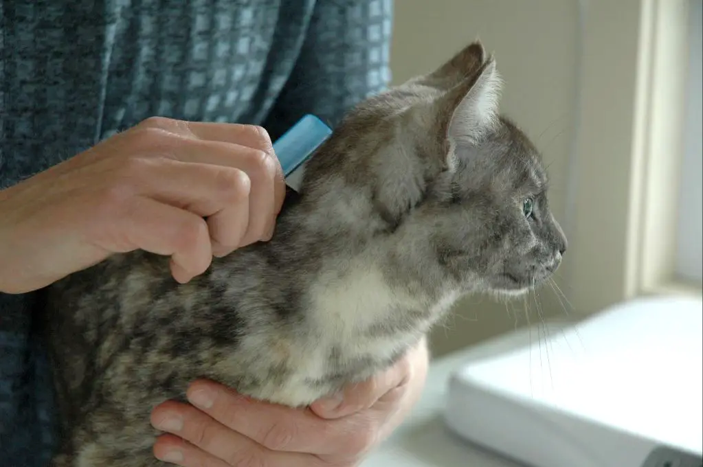 a person applying revolution between a cat's shoulder blades