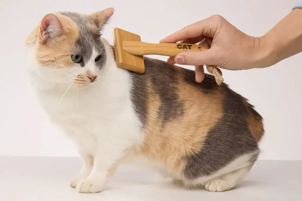 a person brushing their cat during bonding time