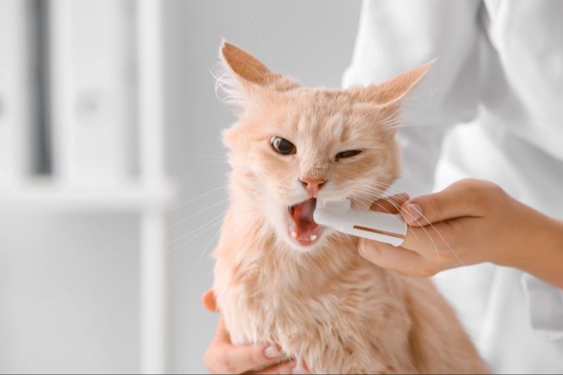 a person brushing their cat's teeth after giving it a dental treat
