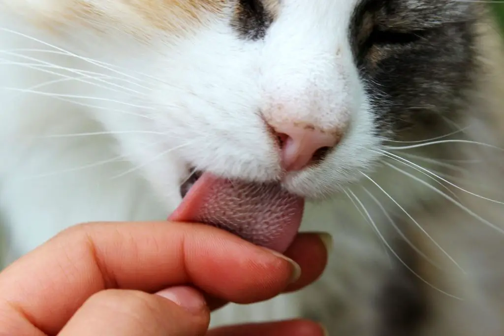 a person eating food while a cat tries to lick their face