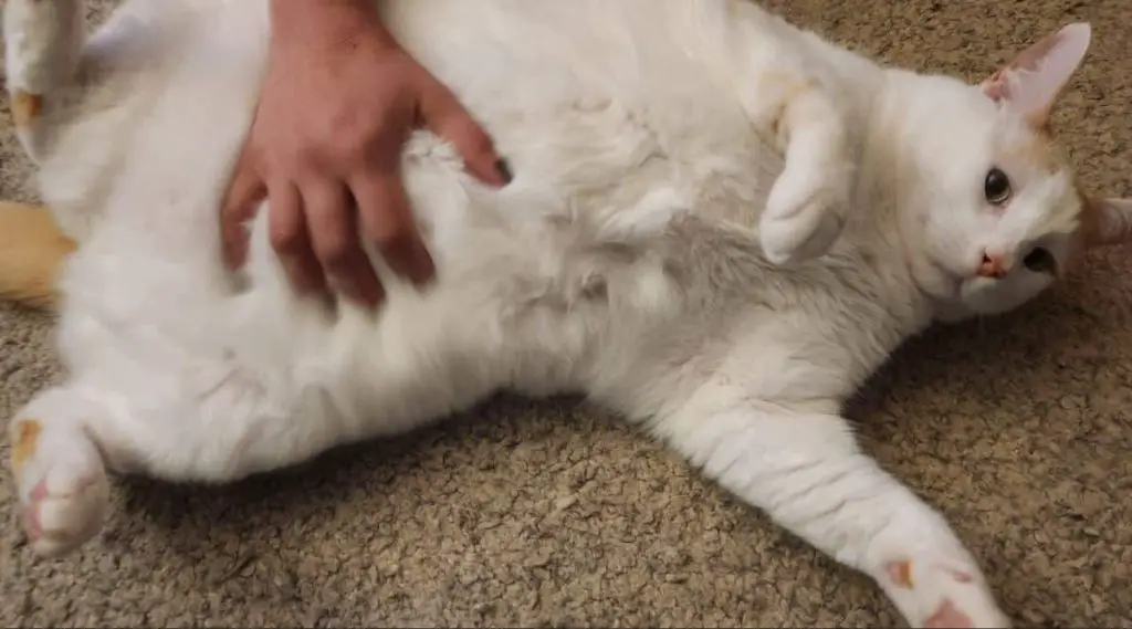 a person giving a cat relaxing belly rubs to bond with it