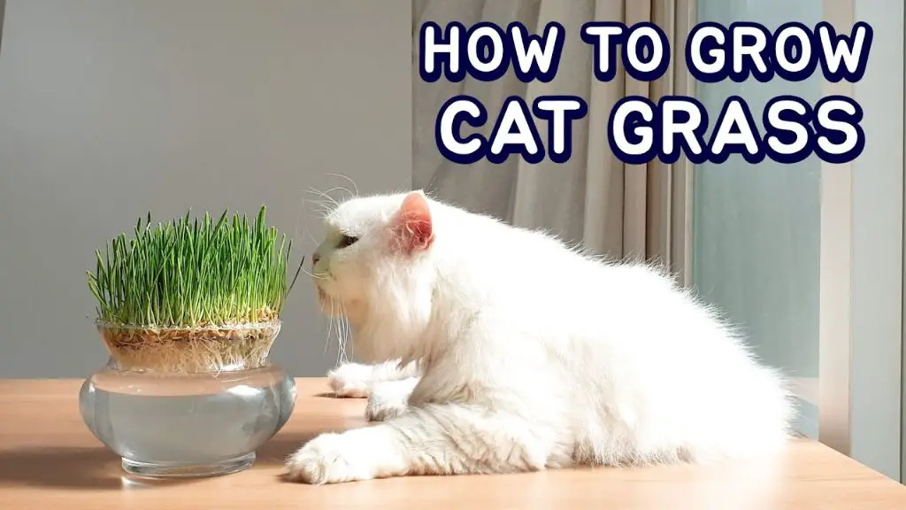 a person growing cat grass at home