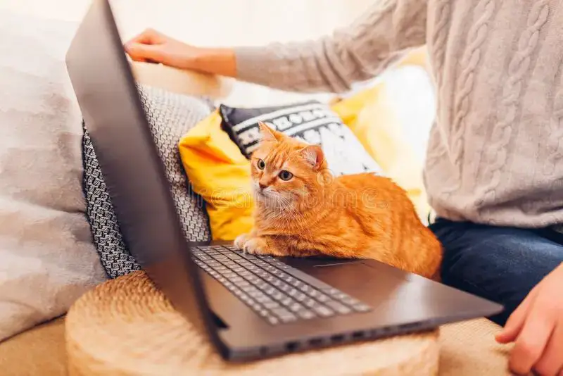 a person looking concerned at their computer