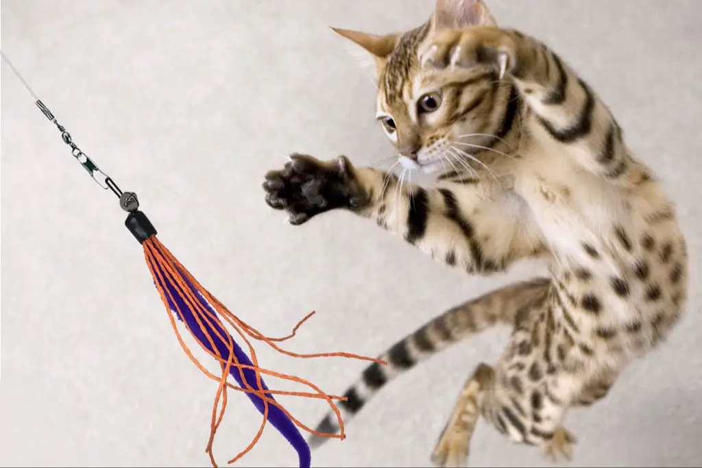 a person playing with a cat using a feather toy