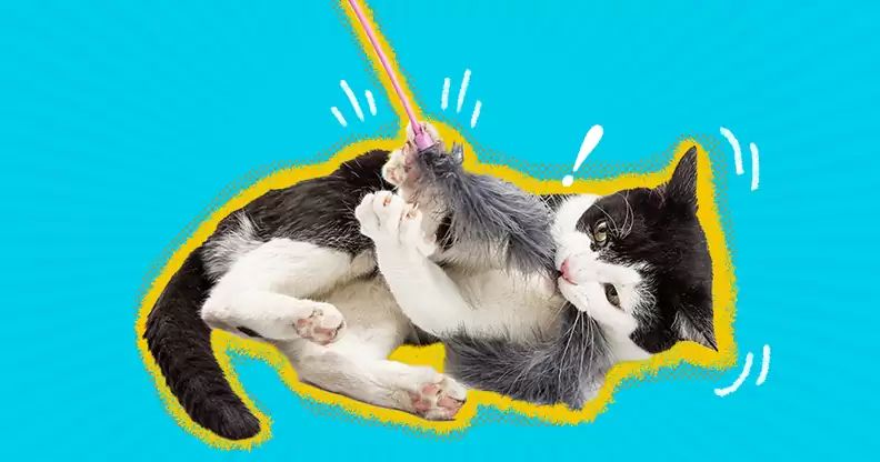 a person playing with a cat using a feather toy