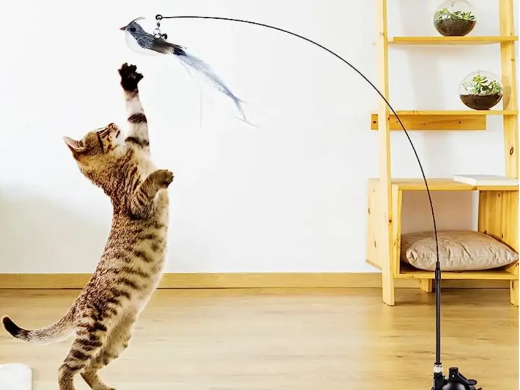 a person playing with a cat using a feather toy