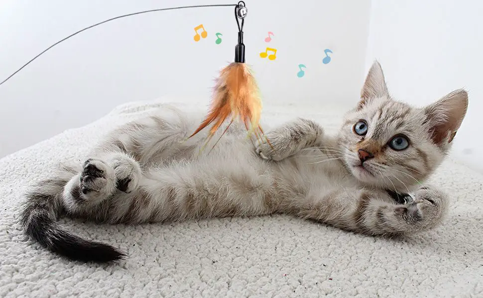 a person playing with their cat using a feather toy