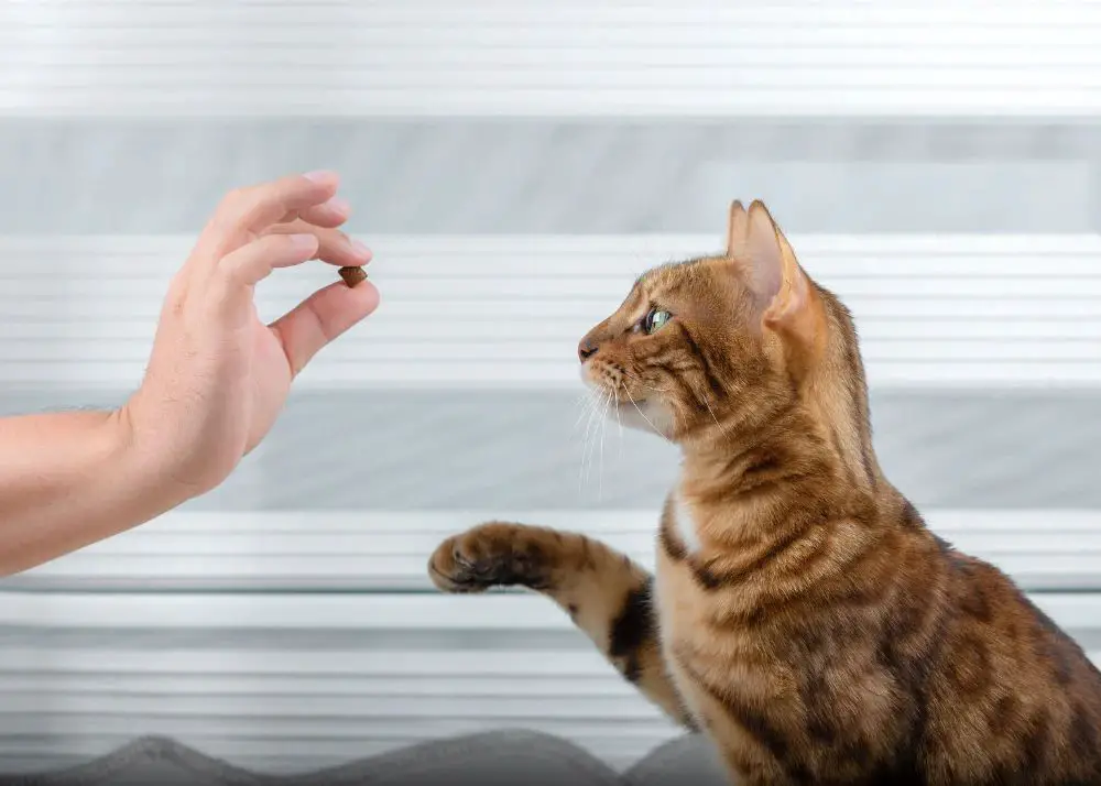 a person rewarding a cat with a treat after calling its name