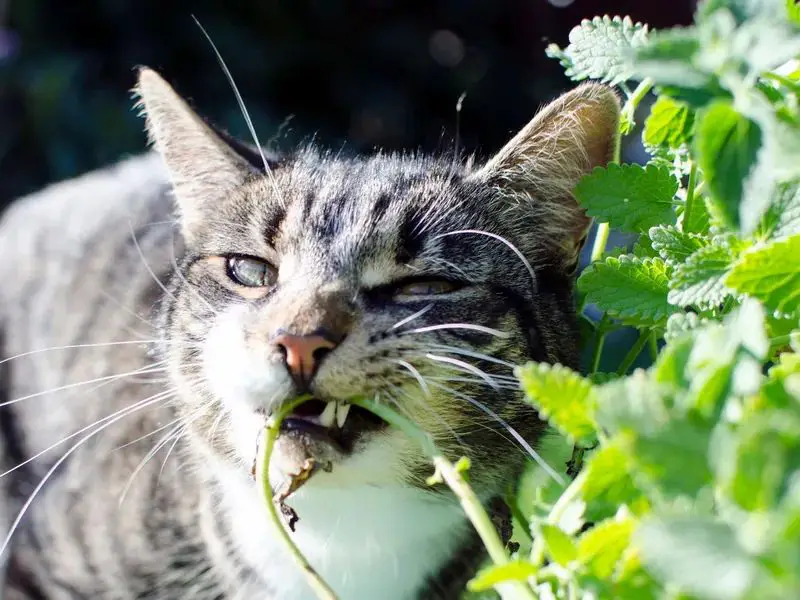 a person smelling catnip leaves and not responding.