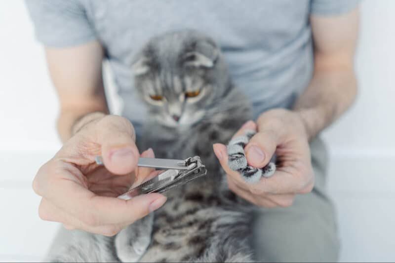 a person trimming a cat's claws with nail clippers