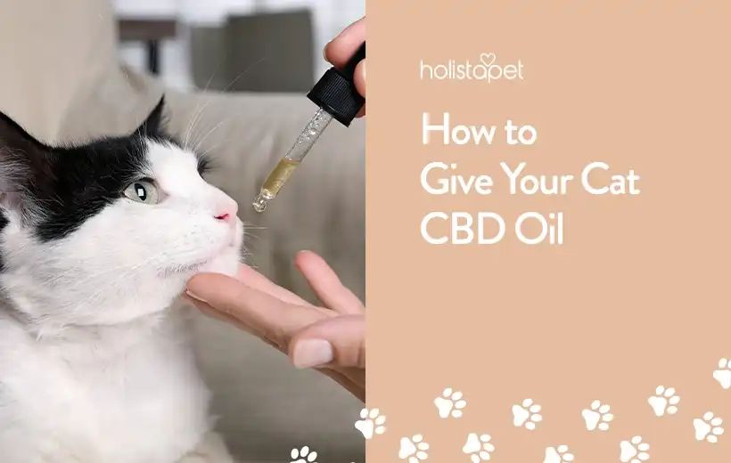 a person using a dropper to give cbd oil to a cat.