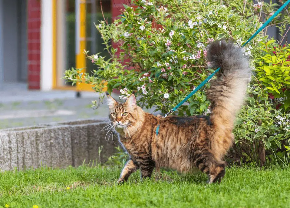 a person walking a cat on a leash outdoors