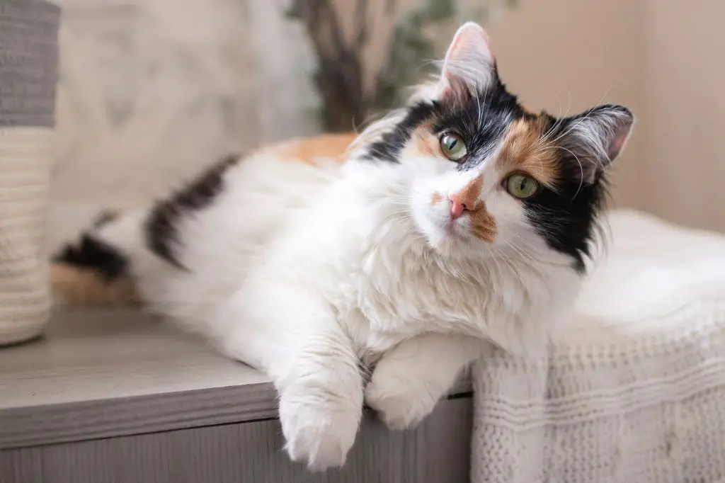 a photo of a calico cat