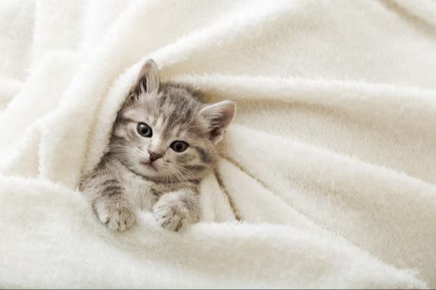 a photo of a cat resting comfortably on a soft blanket