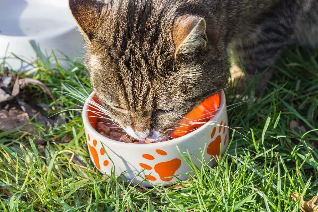 a picky cat sniffing a bowl of food