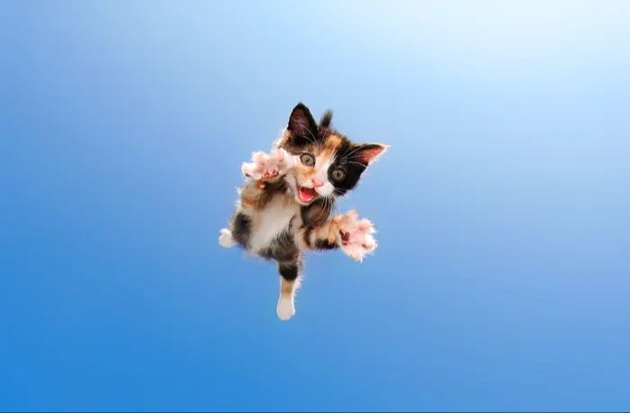 a playful kitten leaping in the air