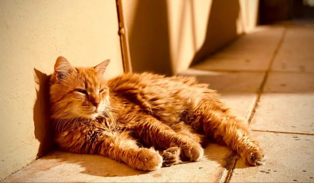 a relaxed cat lying in a patch of sunlight