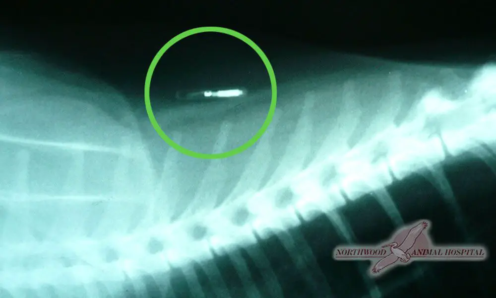 a scanning device detects a microchip implanted under a cat's skin 