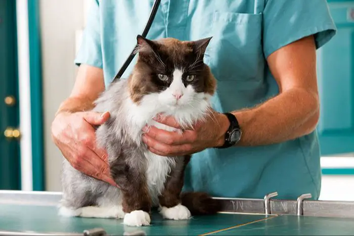a senior cat getting a checkup at the vet