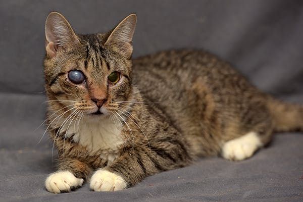 a senior cat with cloudy eyes