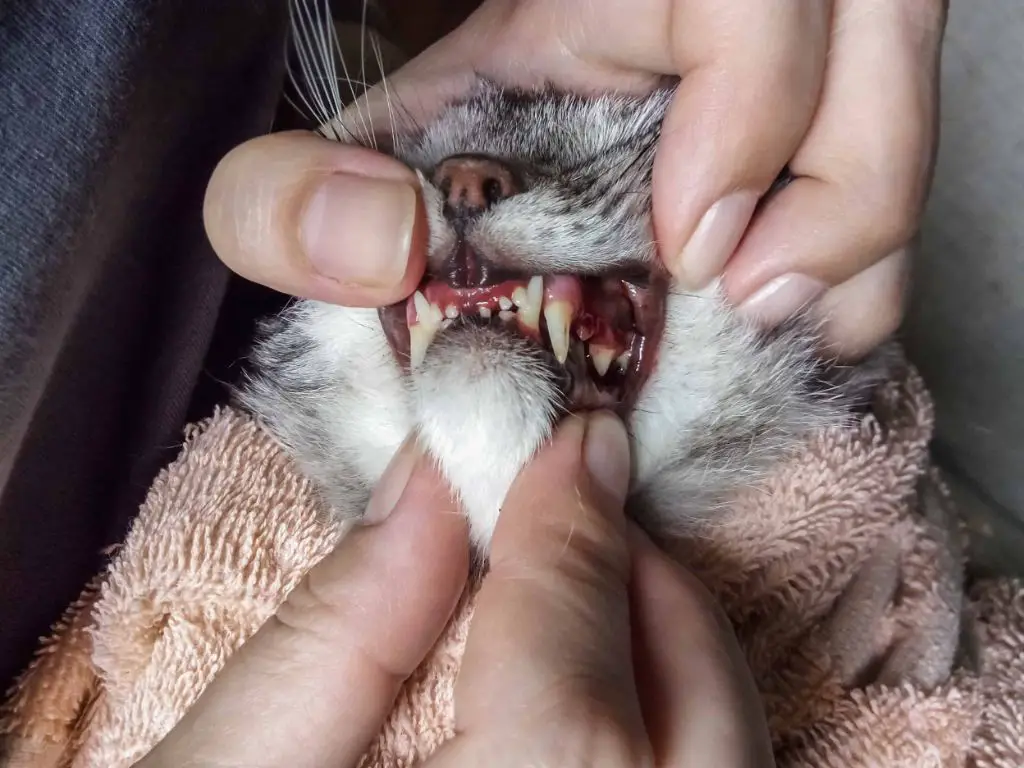 a senior cat with inflamed gums and missing teeth due to periodontal disease