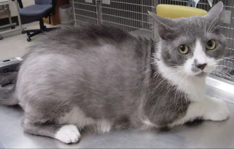 a senior cat with thinning grey fur on its back