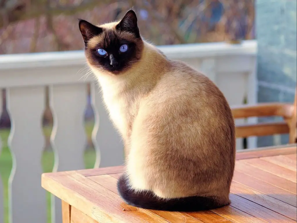 a siamese cat responding quickly to its name