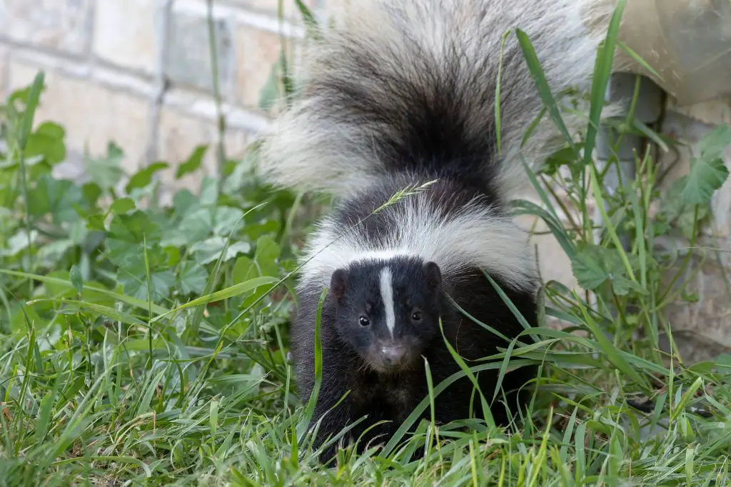 a skunk raising its tail defensively