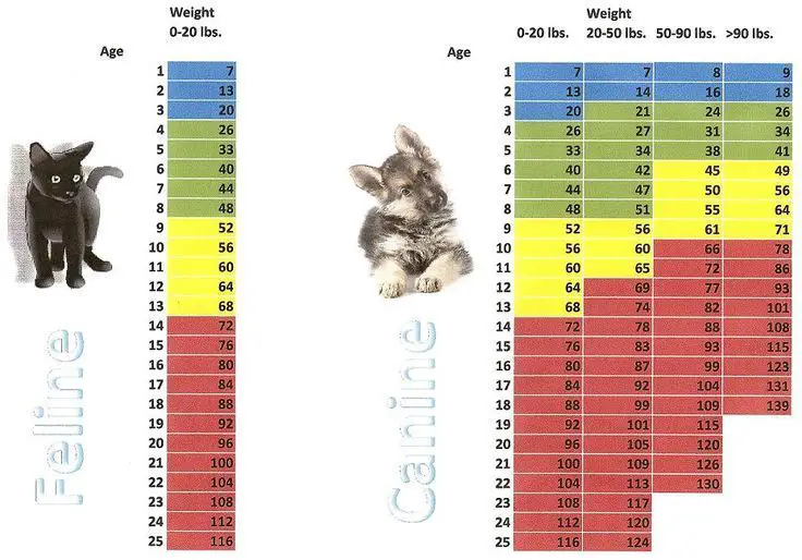 a table comparing dog years to cat years