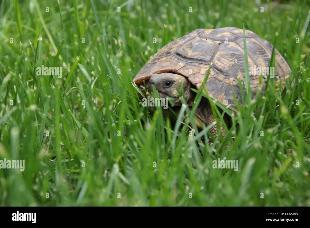 a tortoise walking slowly on the ground outdoors