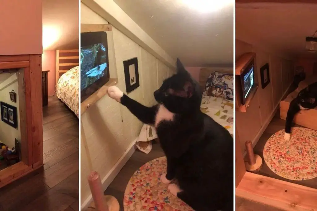 a tv placed at a cat's eye level