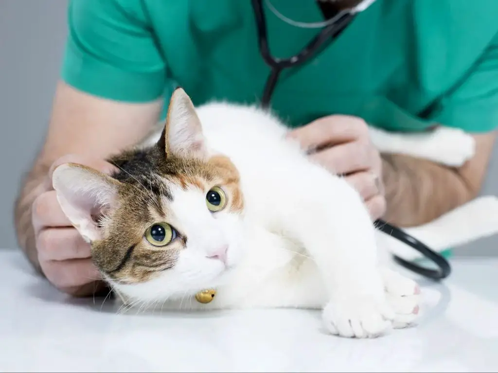 a vet examining a cat who is vomiting