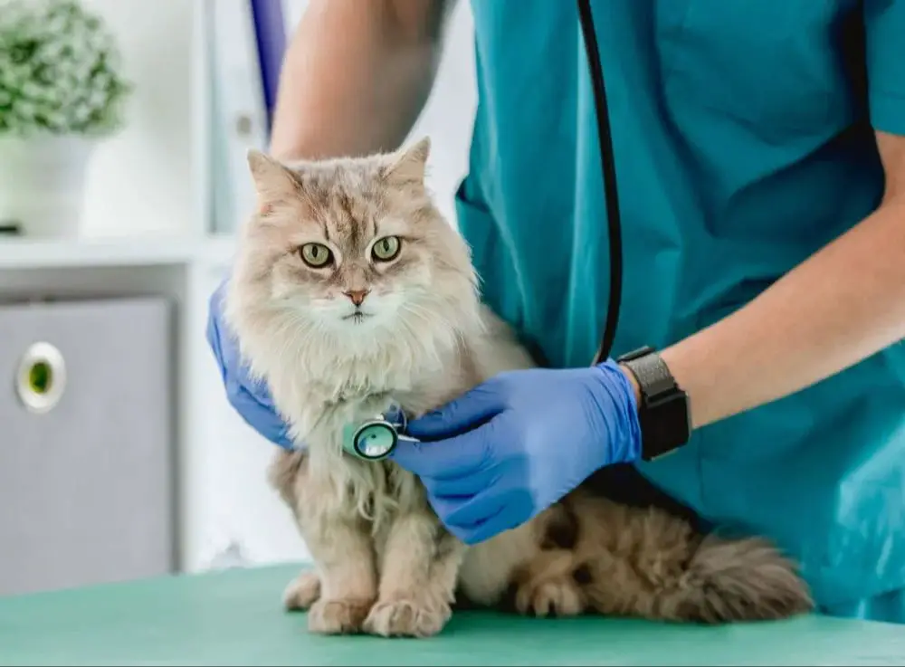 a vet examining a cat