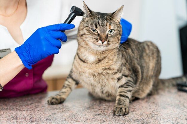 a vet examining a cat's ear with an otoscope