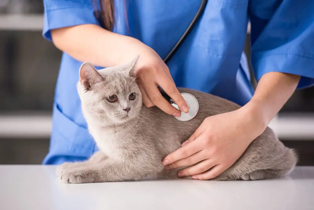 a vet examining a kitten with a stethoscope during a cat cold checkup appointment