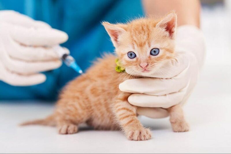 a vet giving a kitten a vaccine injection.