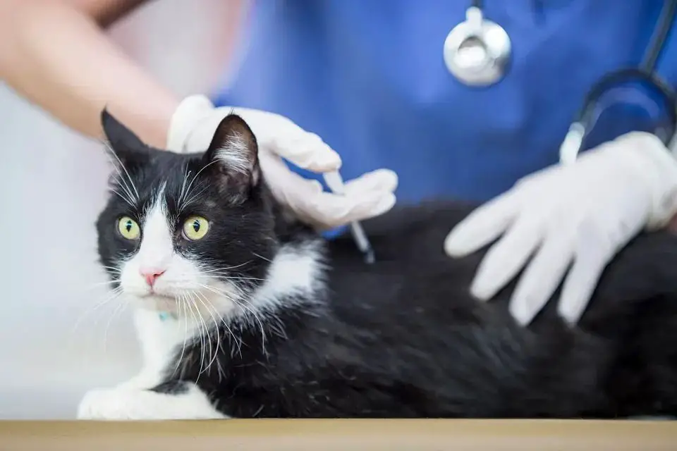 a vet technician vaccinating a black and white cat