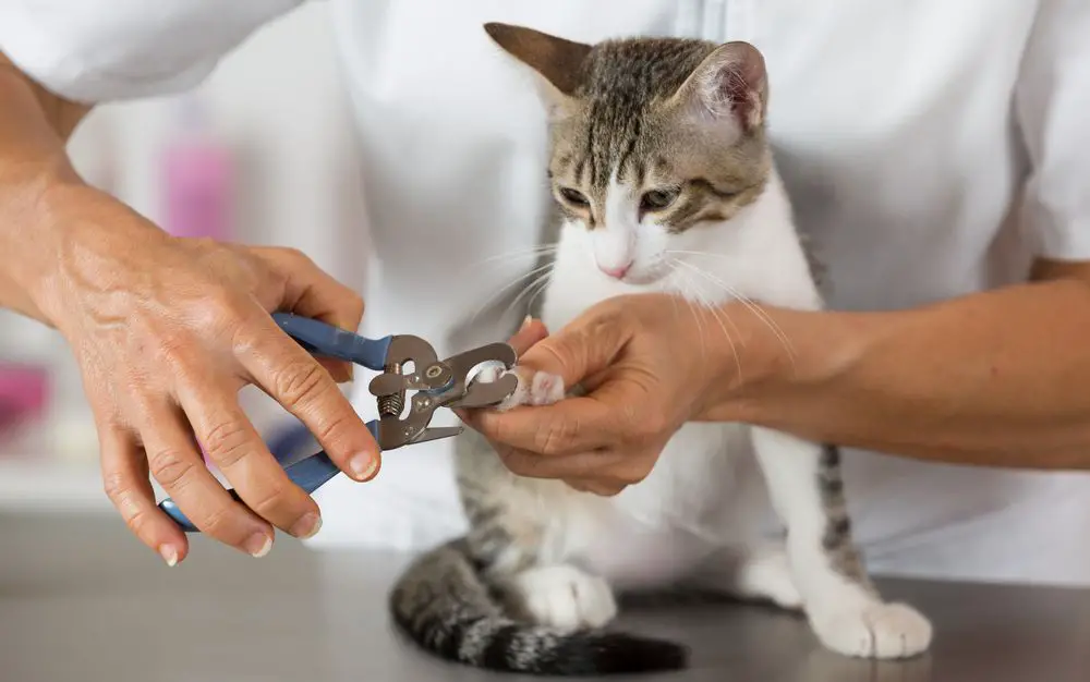 a vet trimming a cat's claws with a clipper to keep them healthy