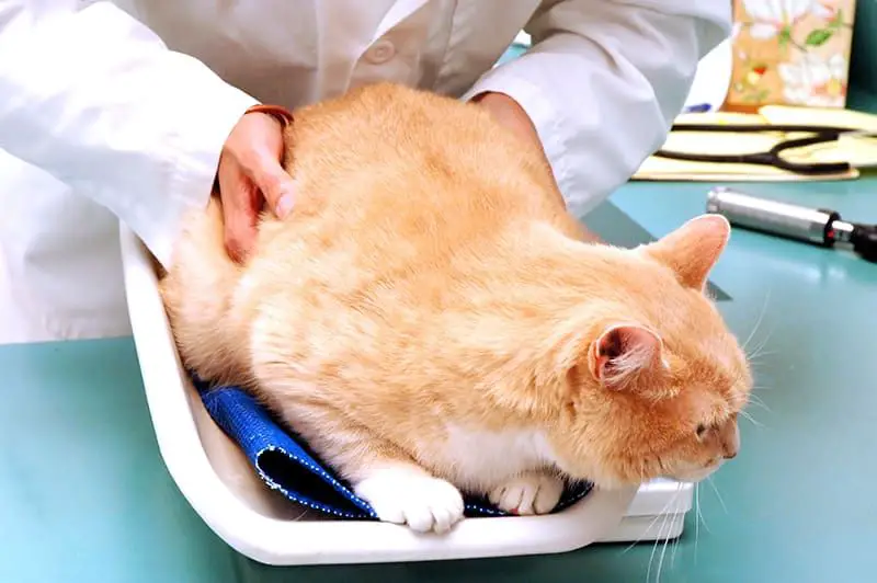 a veterinarian examining an overweight cat
