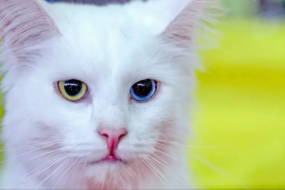 a white cat with blue eyes representing a common color