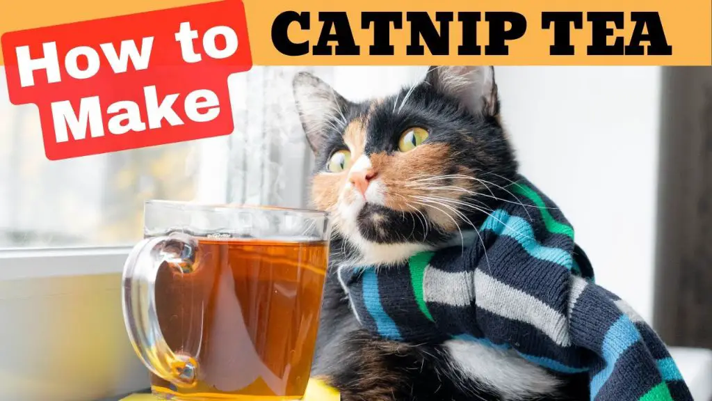 a woman drinking a cup of catnip tea