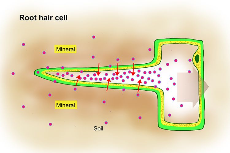 active transport in root hair