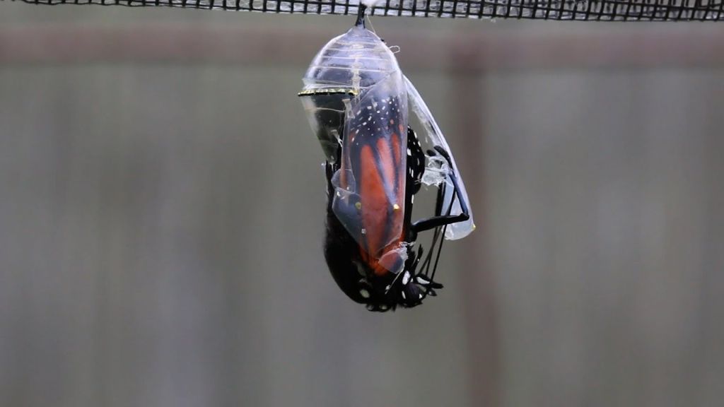 adult butterfly emerges from chrysalis after metamorphosis