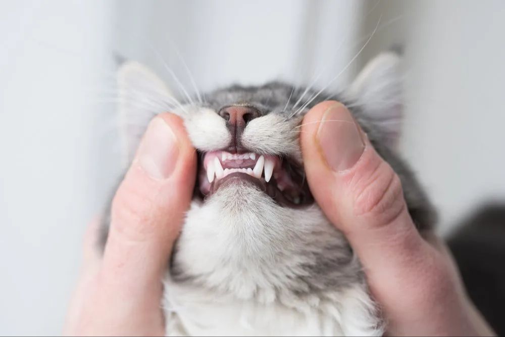 adult cats do not continually shed teeth unlike some animals