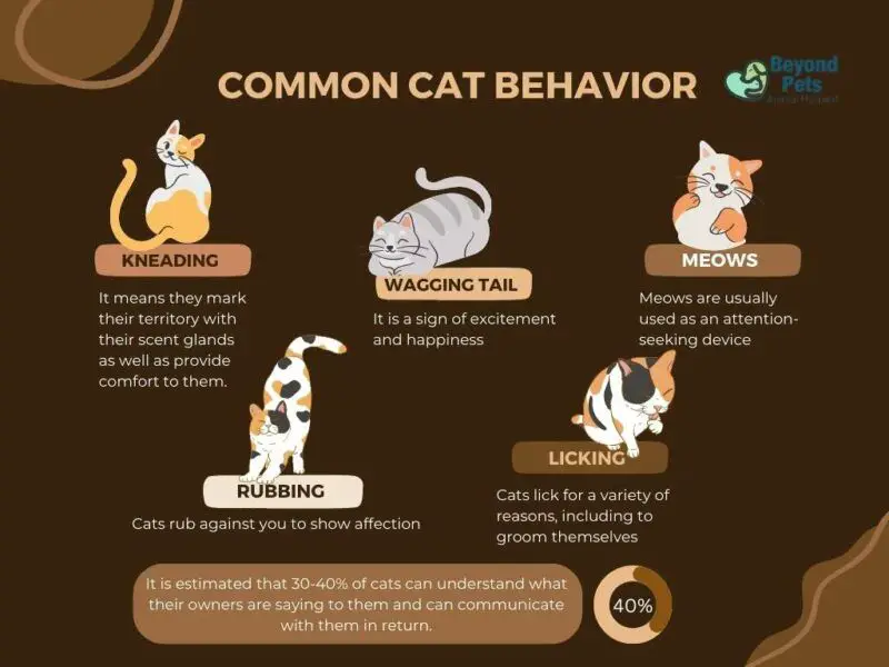adult cats exhibit comforting behaviors