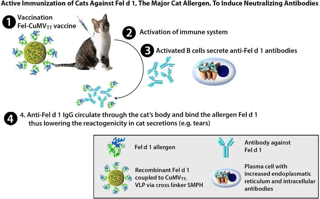 allergy shots for cats