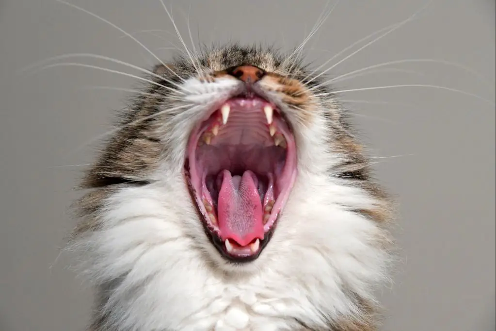 an adult cat yawning to display its sharp fangs and other teeth
