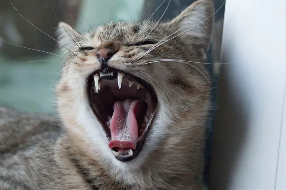 an adult cat's mouth open showing permanent teeth