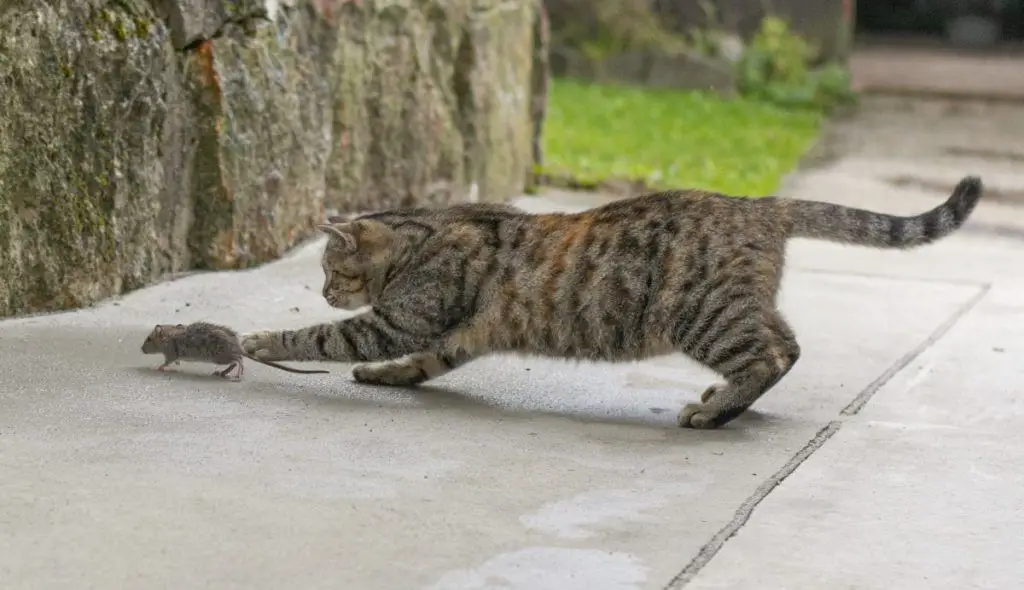 an american shorthair cat stalking a mouse