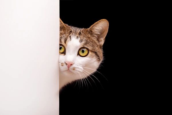 an aries cat peering around a corner